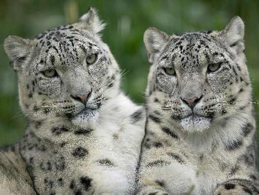 lubelskie rzeźnia kurczaków