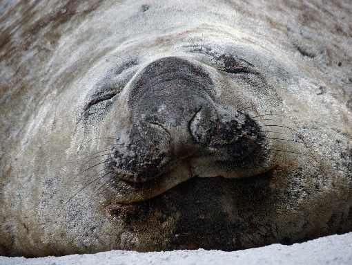 Toruń skrzydła z kurczaka
