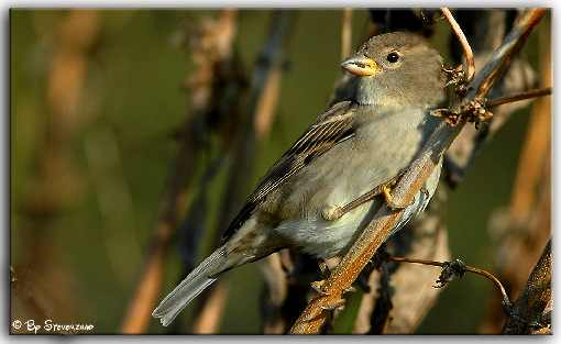 ubojnia kurczaków Brześć Kujawski