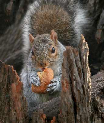 rzeźnia kurczaków opolskie