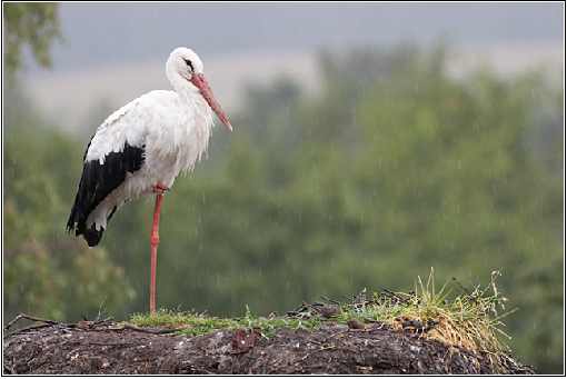 ubojnia drobiu w Wielkopolsce