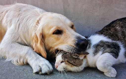 woj. pomorskie ubojnia drobiu