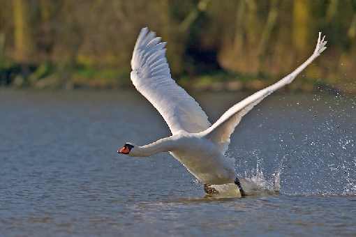 hurtownia drobiu Lwówek