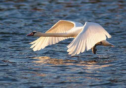 ubojnie drobiu województwo warmińsko mazurskie