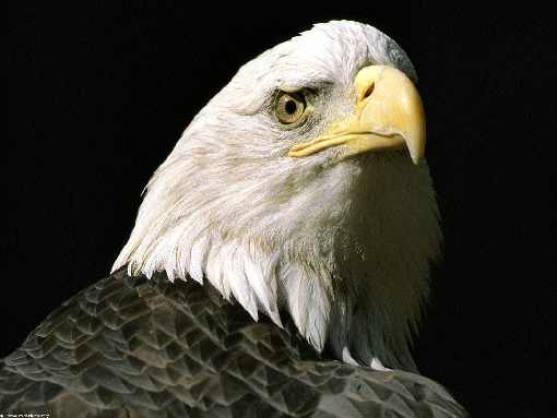 sprzedaż drobiu Toruń