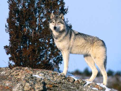 hurtownia drobiu Skórcz