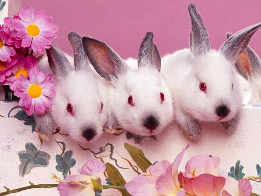 ubojnia kurczaków Borne Sulinowo