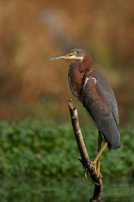 lubuskie rzeźnie kurczaków