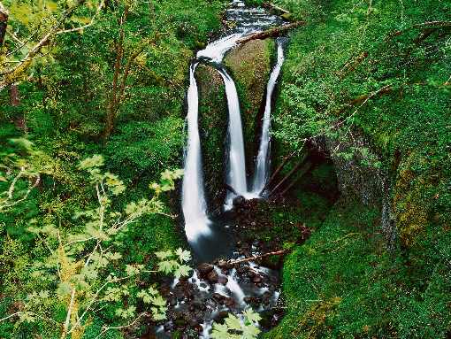 Piła ubojnia drobiu