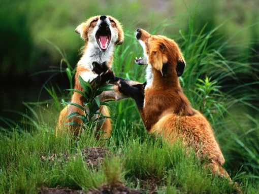 ubojnia drobiu województwo mazowieckie