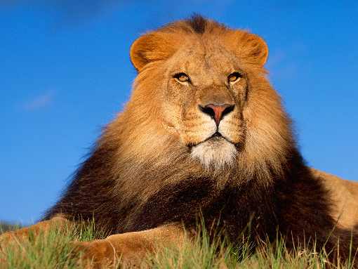 Wielkopolska ubojnia drobiu