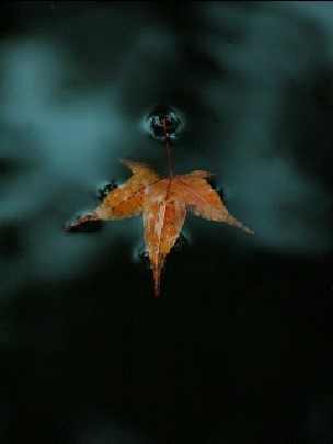 podlaskie rzeźnie drobiu