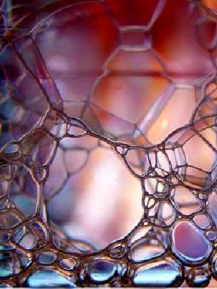 Zachodniopomorskie ubojnie kurczaków