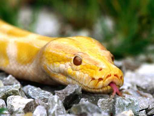 ubojnia drobiu Piła