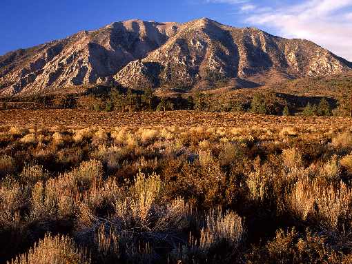 ubojnia drobiu strona internetowa