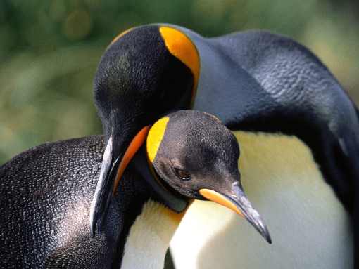 ubojnia drobiu Wielkopolskie