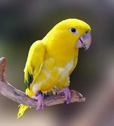 woj. lubuskie ubojnia kur