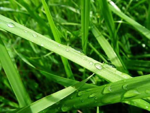 hurtownia kurczaków Grudziądz